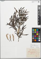 Foto von Salix purpurea L.
